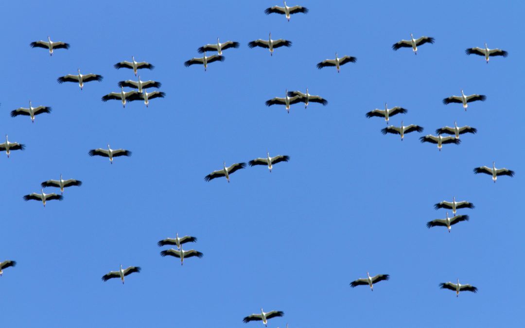 Une journée ornithologique organisée aujourd’hui à Auritz/Burguete