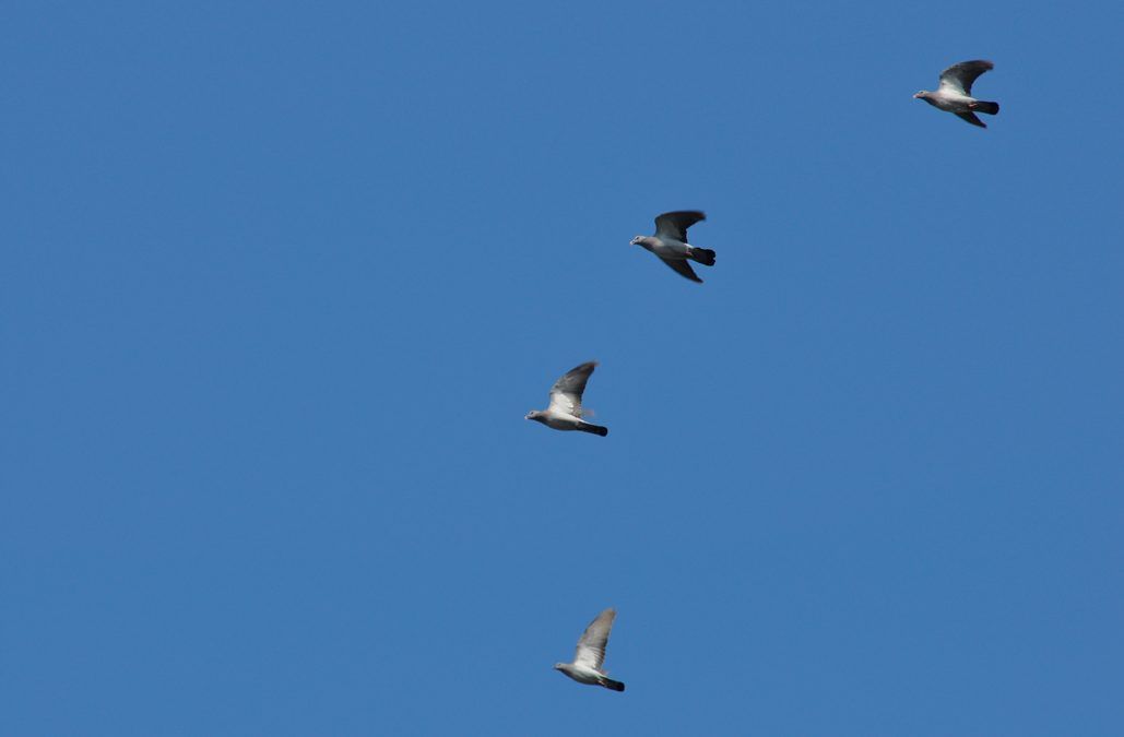 Plus de 550 000 oiseaux migrateurs survolent Lindus et Organbidexka en 2016
