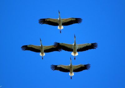 Cigüeñas blancas