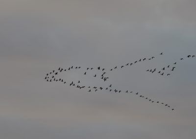 Bandada de grullas