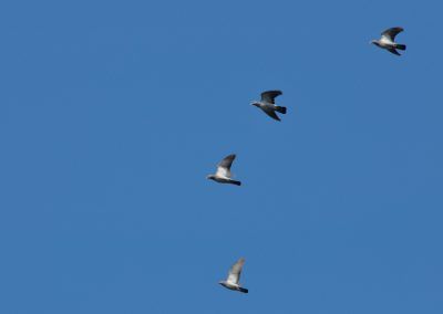 Grupo de palomas