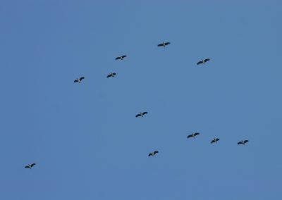 Bandada de grullas