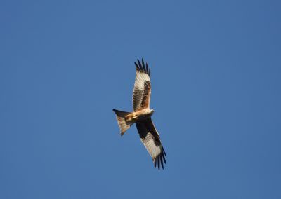 Rapaz en pleno vuelo