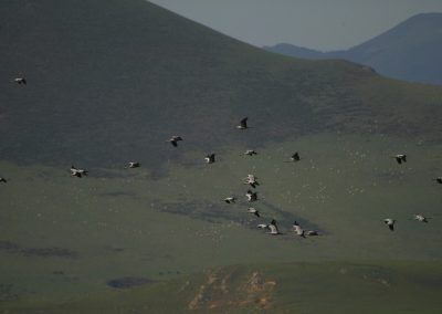 Bandada de grullas