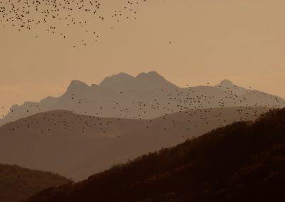 Palomas en collado de Lindus