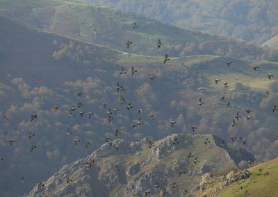 Bandada de palomas