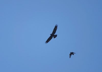 Águila real