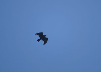 Águila real