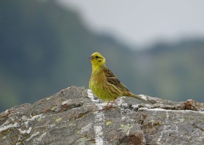Verderón amarillo