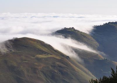 Organbidexka con niebla