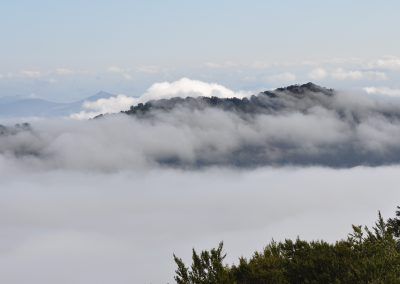 Organbidexka con niebla