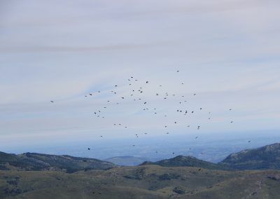 Bandada de aves