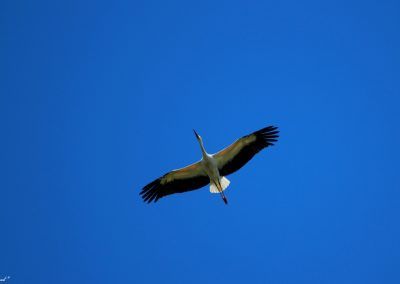 Cigüeña blanca