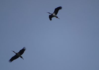 Cigüeñas negras