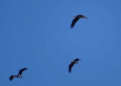 Cigüeñas negras
