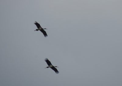 Cigüeñas negras