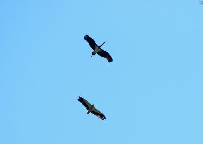 Cigüeñas negras