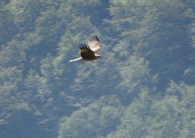 Milano negro
