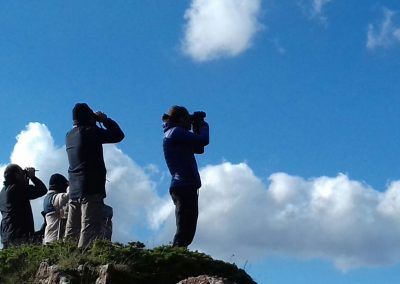 Observadores voluntarios