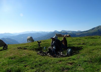 Observadores rodeados de vacas
