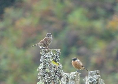 Pájaro acentor