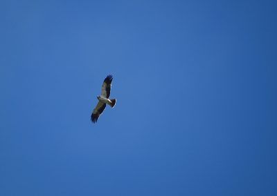 Águila en pleno vuelo