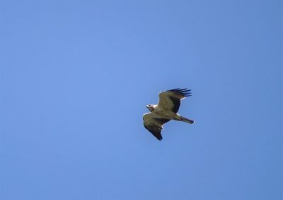 Águila en pleno vuelo