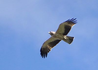 Águila en pleno vuelo