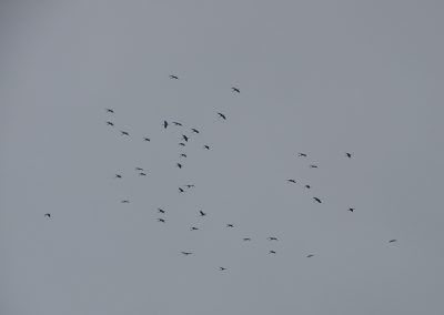 Bandada de cigüeñas blancas