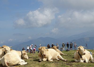 Vacas y al fondo, observadores