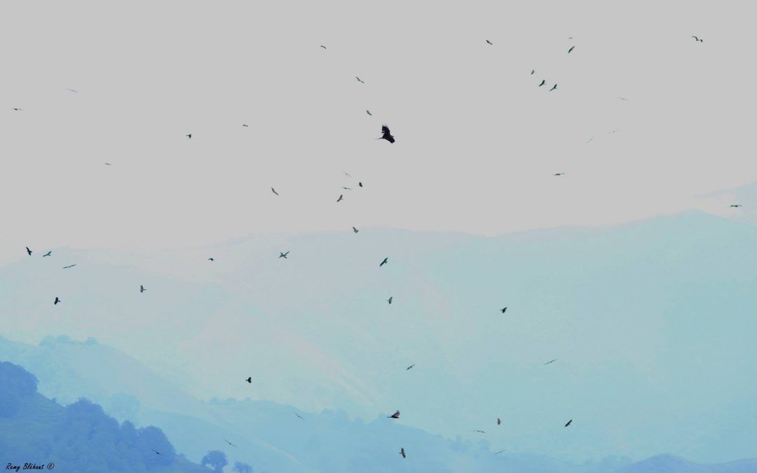 Los milanos negros toman el cielo pirenaico